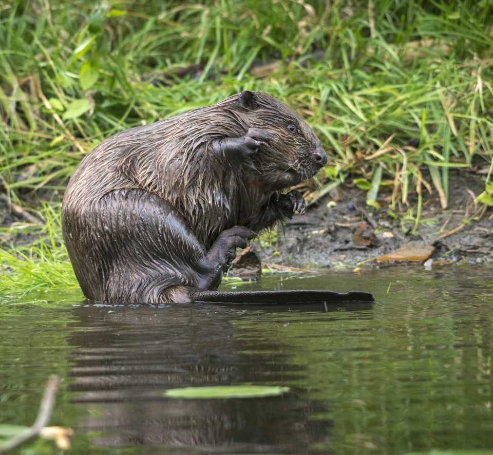 Biber bei der Fellpflege (Bildautor: Leo/fokus-natur.de)
