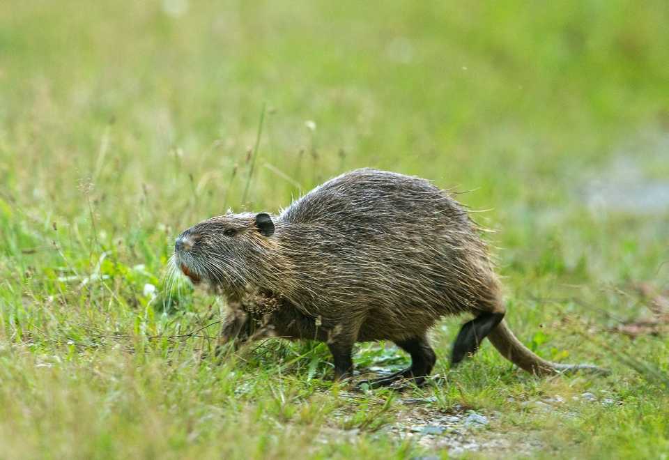 Abbildung 3: Nutria (Bildautor: Pröhl/fokus-natur.de)