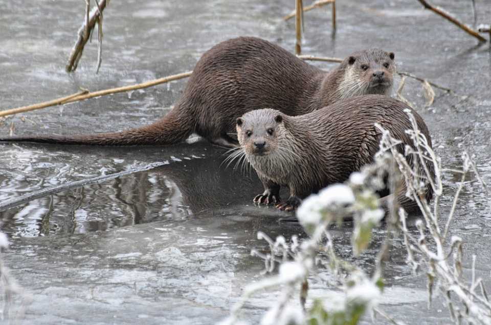 Abbildung 4: Winterliche Fischotter im Freigehege (Bildautor: A.Lux)