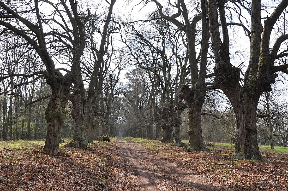 Flächennaturdenkmal „Lindenallee“ bei Ichstedt (Kyffhäuserkreis)