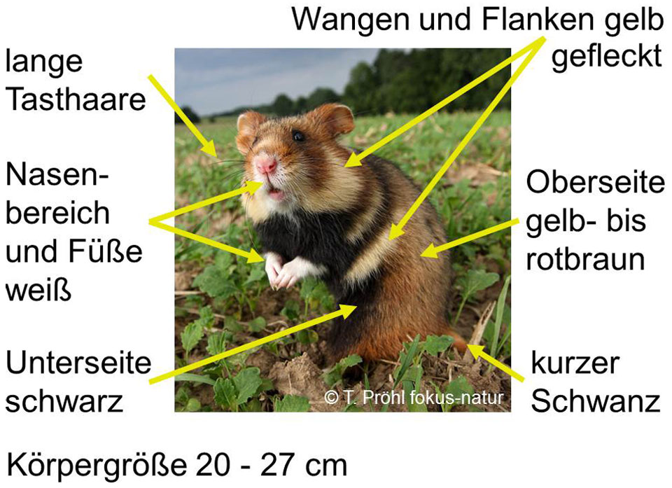 Erkennungsmerkmale eines Feldhamsters