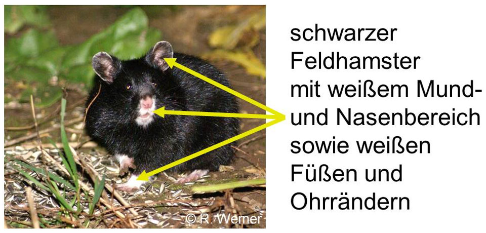 Erkennungsmerkmale eines schwarzen Feldhamsters