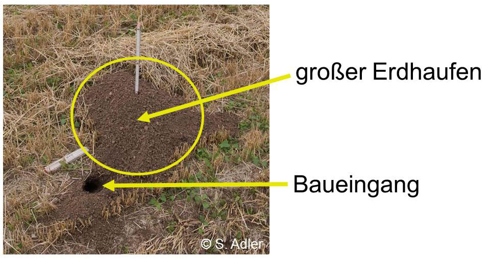 großer Erdhaufen an einem Hamsterbau