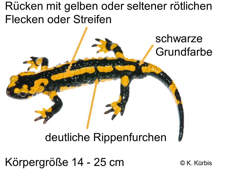 Erkennungsmerkmale eines Feuersalamanders