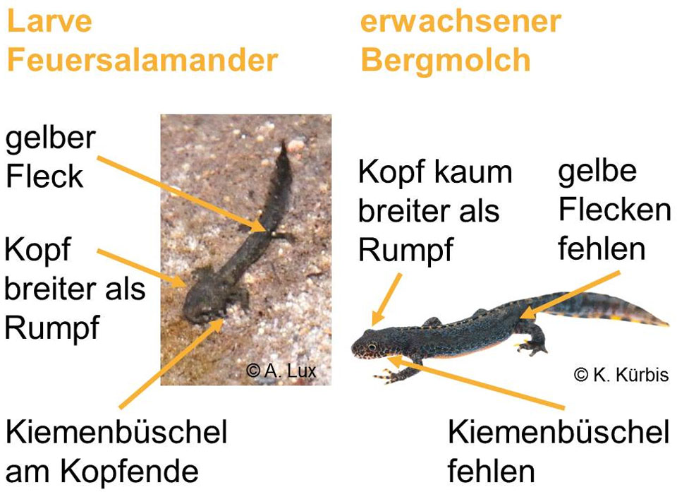 Erkennungsmerkmale Larve eines Feuersalamanders und erwachsener Bergmolch