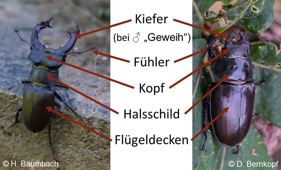Erkennungsmerkmale eines Hirschkäfers
