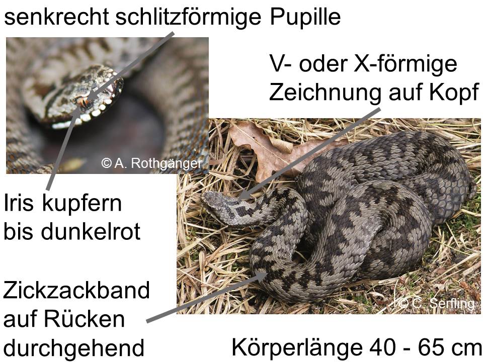 Erkennungsmerkmale einer Kreuzotter