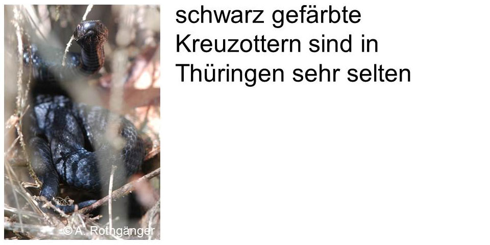 schwarz gefärbte Kreuzotter