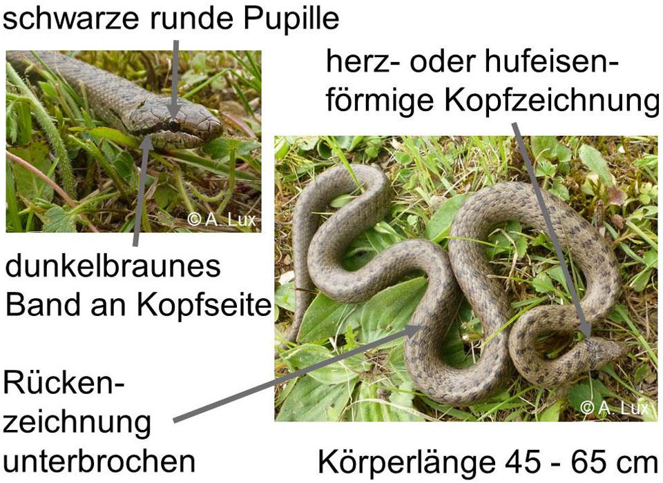 Erkennungsmerkmale einer Schlingnatter