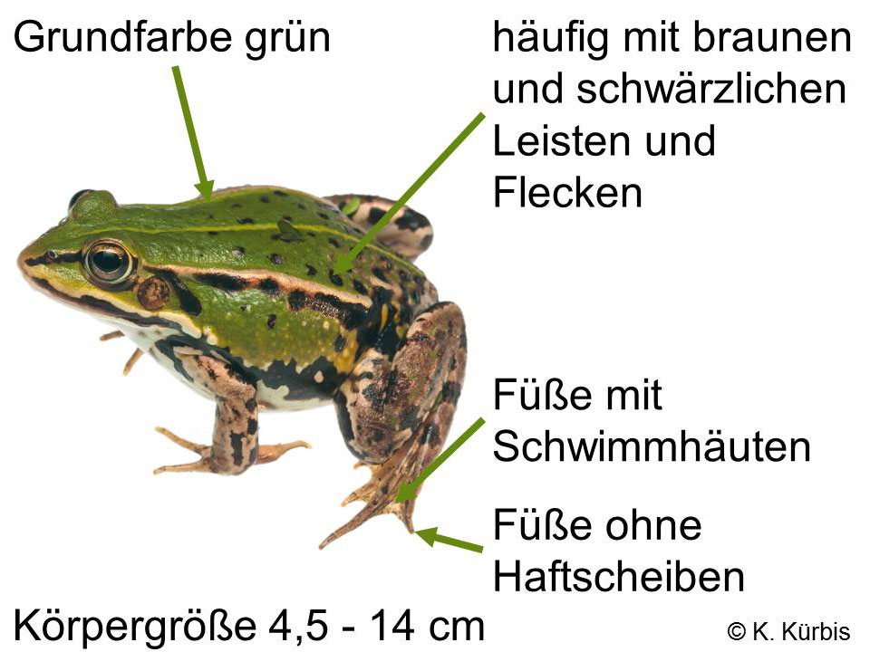 Erkennungsmerkmale eines Grünfroschs