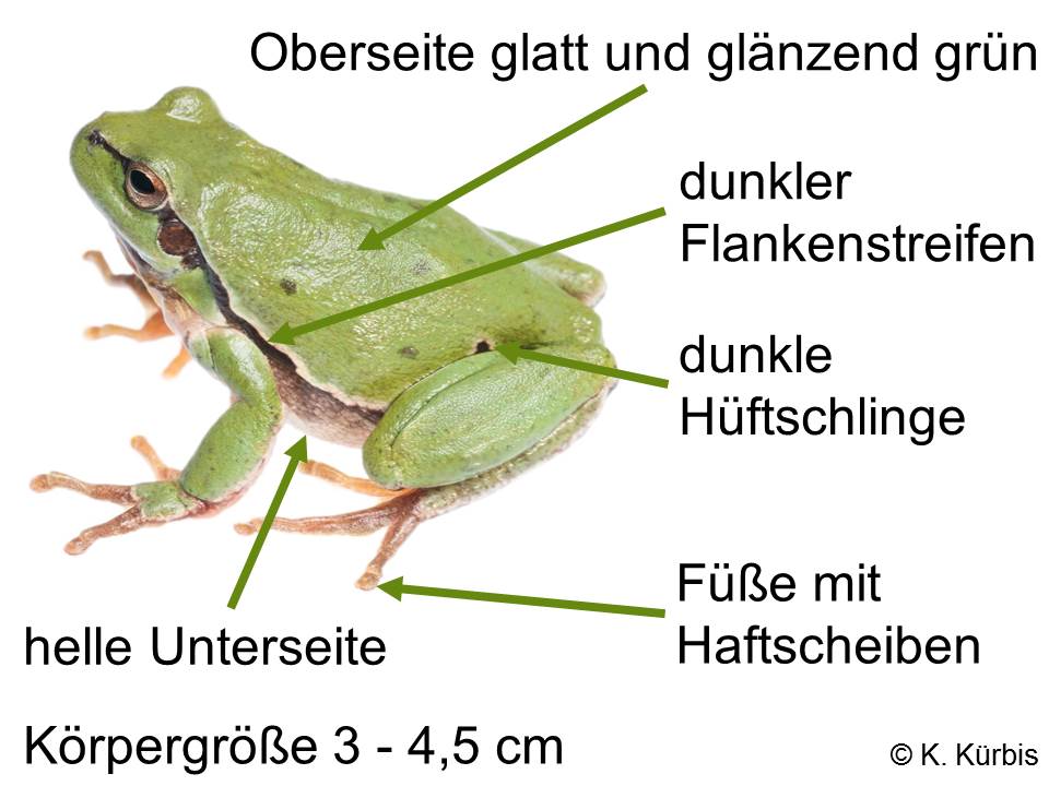 Erkennungsmerkmale eines Laubfroschs