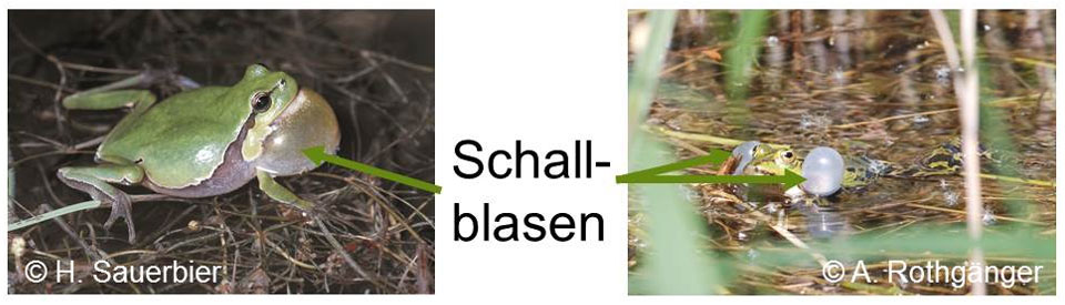 Schallblasen beim männlichen Laubfrosch (links) und beim männlichen Grünfrosch (rechts)