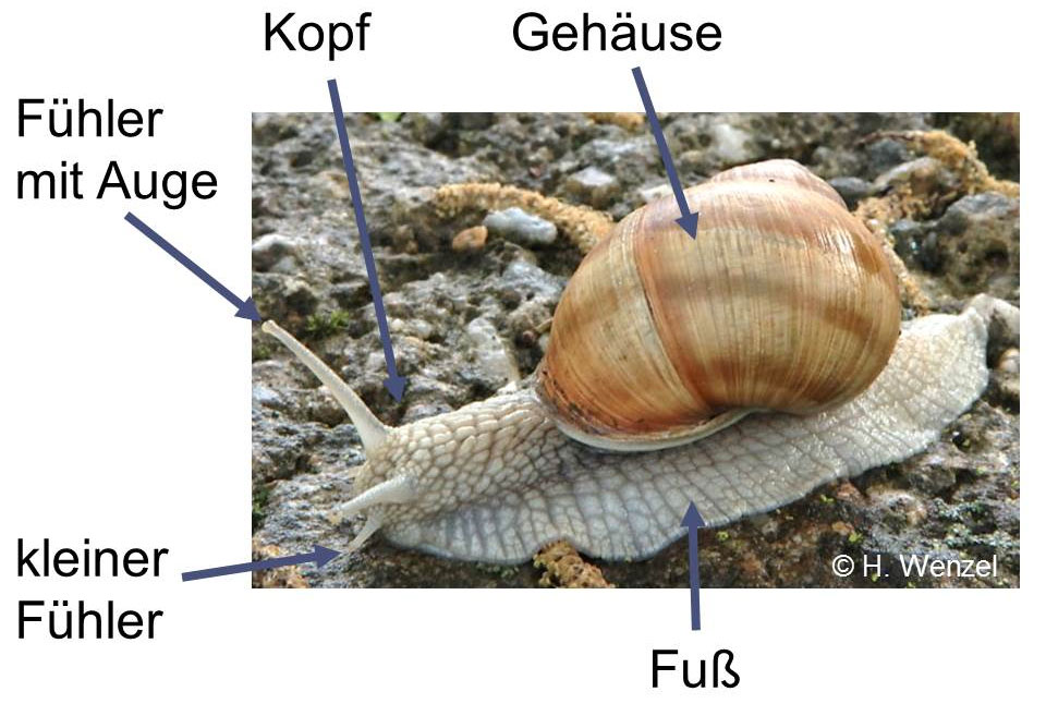 Erkennungsmerkmale einer Weinbergschnecke