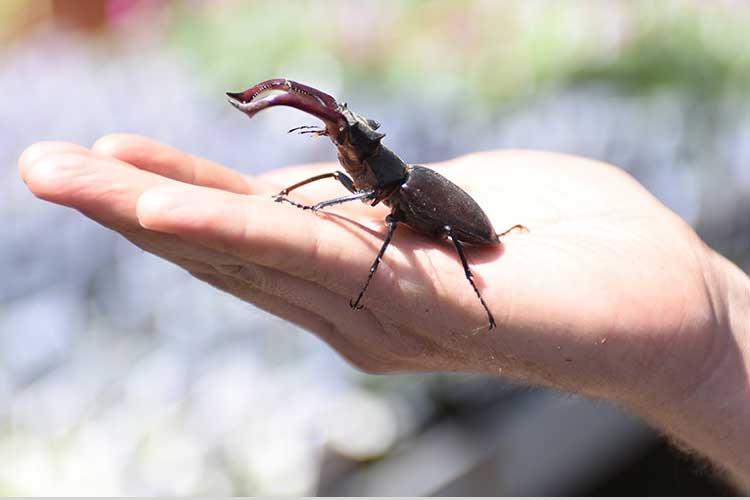Ein Hirschkäfer sitzt auf der Hand eines Menschen.